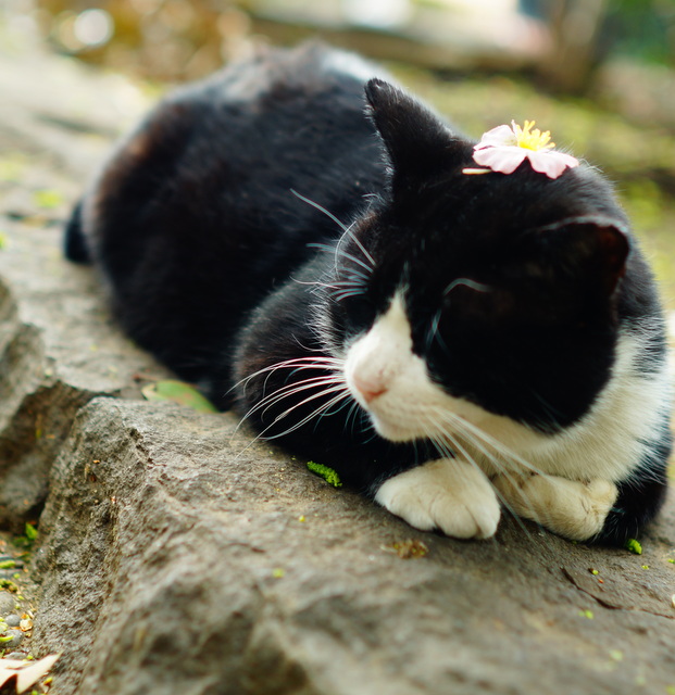お昼寝中の猫